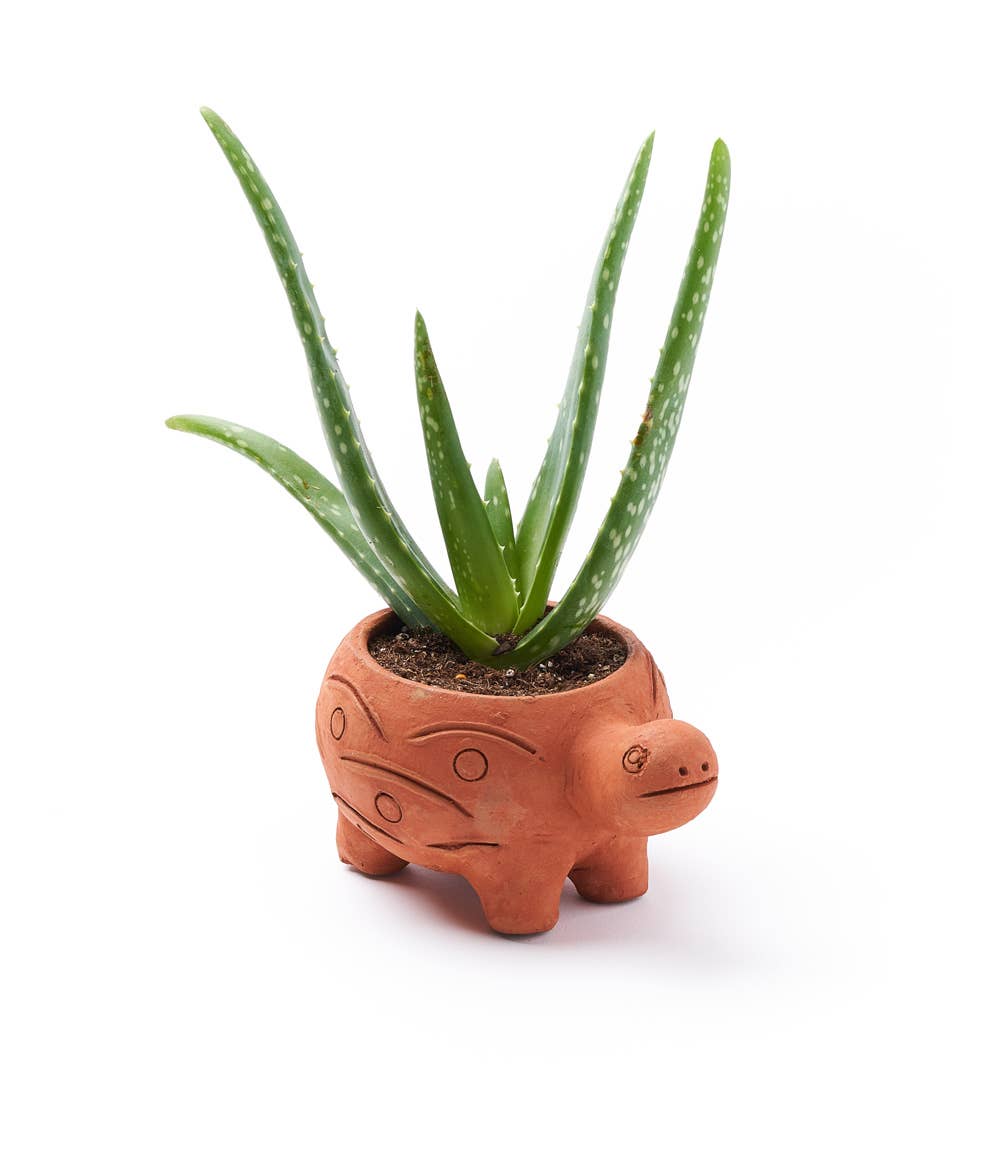 Rakshana Turtle Plant Pot - Terracotta